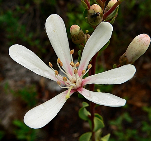 {Bejaria racemosa}